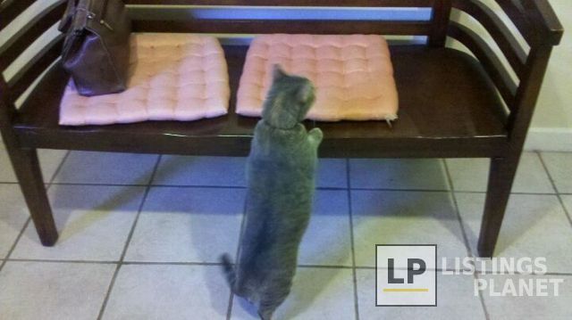 A Cat Clinic