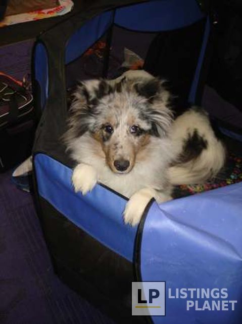 Mantayo Kennels & Dog School