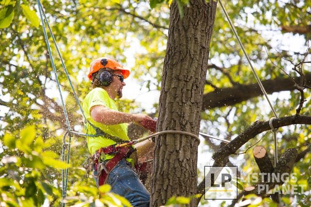 Arbor Tree Care