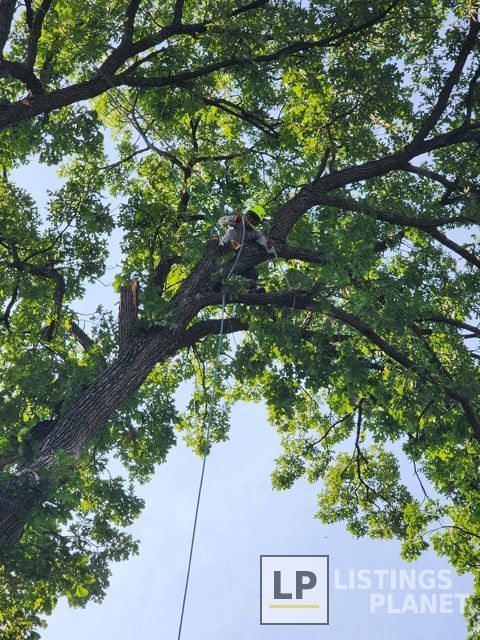 Family Tree Service