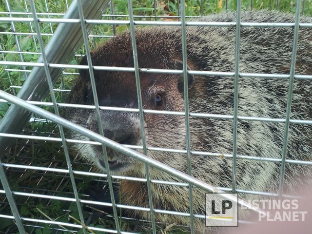 Pest Managenment Services