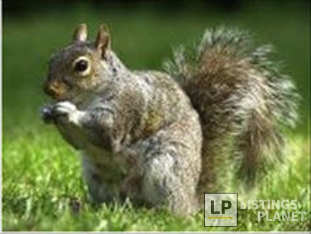 Pest Control Solutions