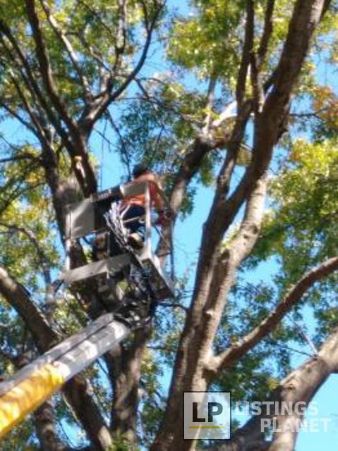 A-1 Tree Service