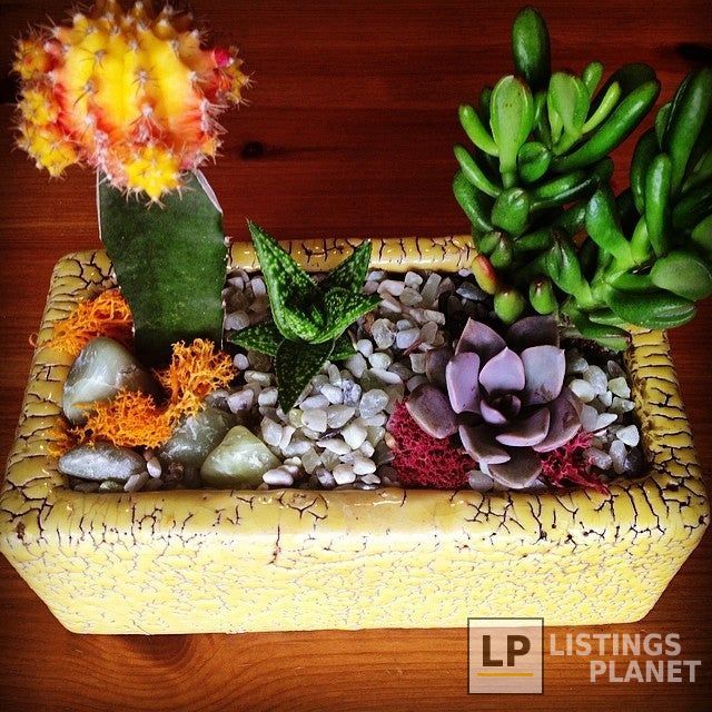 Succulence